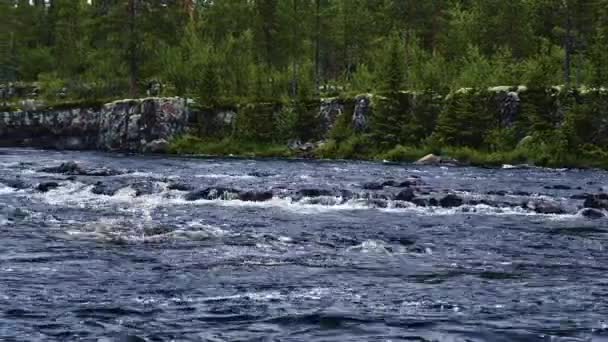 북유럽 자연의 황야에 에버그린 소나무로 둘러싸인 강으로 흐르는 볼더와 캐스케이드와 — 비디오