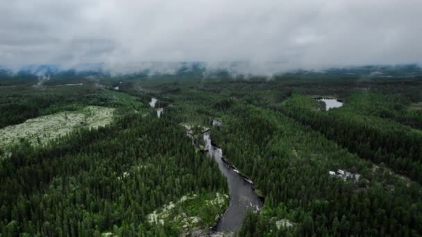 Aerial Drone Shot Voando Sobre Uma Floresta Rio Meio Paisagem — Vídeo de Stock