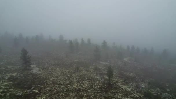 Дрон Пролітає Через Густу Туманну Погоду Горах Сосновими Деревами Зникаючи — стокове відео