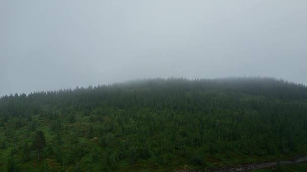 Vista Aérea Floresta Pinheiros Temperada Topo Montanha Coberta Nevoeiro Nublado — Vídeo de Stock
