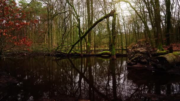 Herfst Sereniteit Gebroken Eik Boom Reflectie Forest Pond Een Rustig — Stockvideo