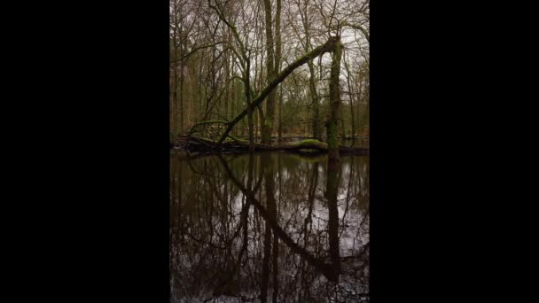 秋のセレニティ 森の池のオークの木の反射をスナップしました オランダの静かな池の静かな水の中に落ちたオークの木が映し出された静かな秋の森 垂直静的ショット — ストック動画