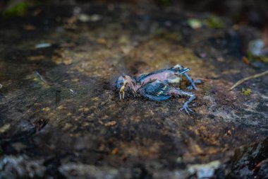 Ants consume a young great tit bird on a tree stump, showcasing natures cycle. Immature baby bird fallen from nest or pushed out.  Circle of Life Concept