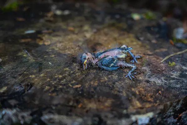 stock image Ants consume a young great tit bird on a tree stump, showcasing natures cycle. Immature baby bird fallen from nest or pushed out.  Circle of Life Concept