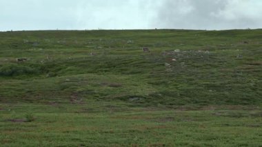İsveç, Idre Dalarna 'da bulutlu bir gökyüzünün altında yeşil kayalık tepelerde gezinen ve otlayan bir ren geyiği sürüsü, doğal ortamlarındaki doğanın ve vahşi yaşamın güzelliğini gösteriyor.