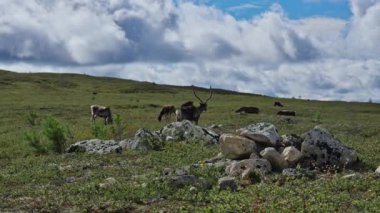 Ren geyikleri İsveç 'in vahşi doğasında açık mavi bulutlu gökyüzünün altında engin tundrada özgürce dolaşır.