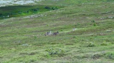 Idre Alvdalen, Dalarna İsveç 'te Yeşil Arazi' de serbestçe koşan ren geyiği. Dinamik yakınlaştırma