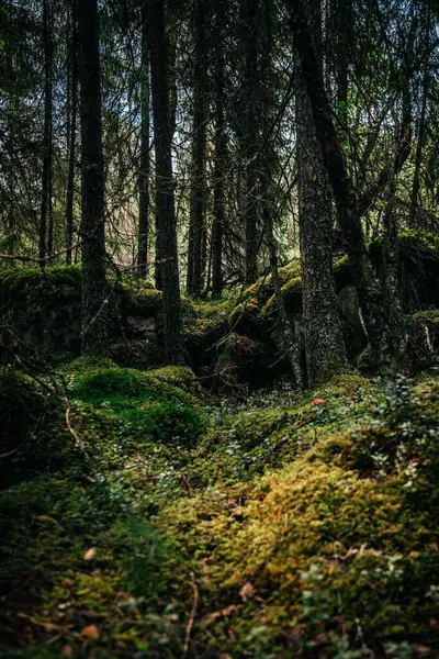 stock image A tranquil scene of a dense forest in Idre, Dalarna Sweden features lush moss covering the ground and boulders, surrounded by tall trees, creating a peaceful natural environment.