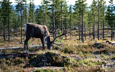 Uzun çam ağaçlarıyla çevrili İsveç boreal ormanının yemyeşil bitkilerinin arasında otlayan Bull Dağı ren geyikleri. Rangifer tarandus tarandus Idre Dalarna 'daki doğal ortamında.