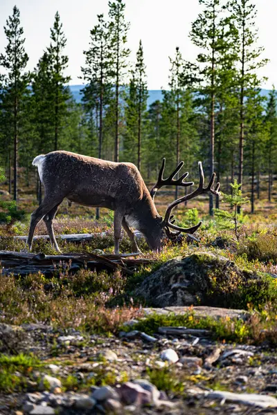 Uzun çam ağaçlarıyla çevrili İsveç boreal ormanının yemyeşil bitkilerinin arasında otlayan Bull Dağı ren geyikleri. Rangifer tarandus tarandus Idre Dalarna 'daki doğal ortamında.