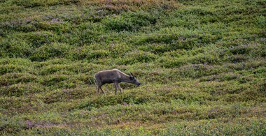 İsveç 'in sıcak yaz aylarında yemyeşil fundalıklarda küçük boynuzları olan genç bir dağ ren geyiği özgürce dolaşır.