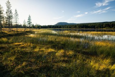 Altın saat, Idre, Dalarna, İsveç 'te sakin suların ve yemyeşil yeşilliklerin üzerine sıcak bir parıltı salıyor ve huzurlu bir dağ ormanında İskandinav yazının özünü yakalıyor