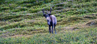 Meraklı bir ren geyiği İsveç 'in pitoresk kırsalında canlı yaban mersini çalılarıyla çevrili olarak doğrudan kameraya bakar. Yeşillik, sahnenin güzelliğini vurguluyor.