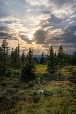Evening light casts a warm glow across rugged terrain in Norway, revealing a vibrant forest covered with diverse vegetation. Summer dusk embraces the serene atmosphere