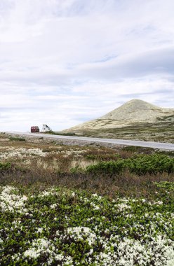 Kamp araçları Rondane Ulusal Parkı 'ndaki bir dağın eteklerine park etmiş. Ren geyiği yosunları ve yaban mersini çalılarıyla Norveç topraklarında yaz gezisi