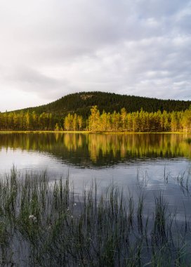 Batan güneşin ılık akşam ışığı İsveç 'in vahşi doğasındaki sakin bir orman gölünde çam ağaçlarını yıkıyor ve sakin sularda güzel yansımalar yaratıyor.