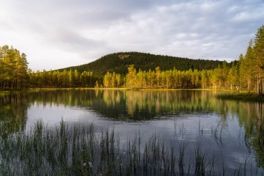 Batan güneşin ılık akşam ışığı İsveç 'in vahşi doğasındaki sakin bir orman gölünde çam ağaçlarını yıkıyor ve sakin sularda güzel yansımalar yaratıyor.