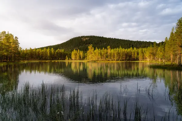 Batan güneşin ılık akşam ışığı İsveç 'in vahşi doğasındaki sakin bir orman gölünde çam ağaçlarını yıkıyor ve sakin sularda güzel yansımalar yaratıyor.