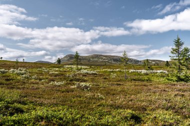 İsveç 'in Idre Dalarna kentindeki Langfjallet Doğa Koruma Alanında dolaşın. Huzurlu tundra ve görkemli dağlar doğa aşıklarını gerçek vahşi hayata davet ediyor..