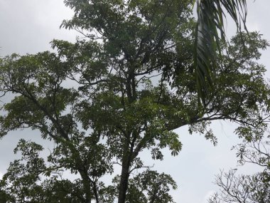 The water wheel is made of natural timber with detailed wooden spokes, surrounded by green plants and colorful blooming flowers.