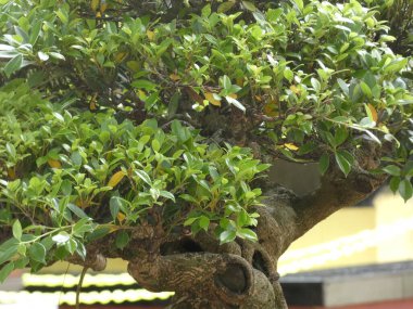 The water wheel is made of natural timber with detailed wooden spokes, surrounded by green plants and colorful blooming flowers.