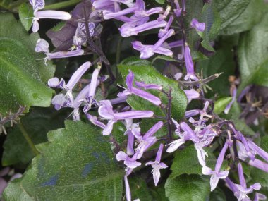 The water wheel is made of natural timber with detailed wooden spokes, surrounded by green plants and colorful blooming flowers.