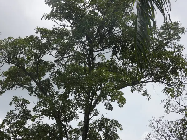 The water wheel is made of natural timber with detailed wooden spokes, surrounded by green plants and colorful blooming flowers.