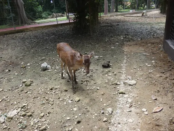 The earthy soil in the pot gives a home gardening and herbal remedy vibe.
