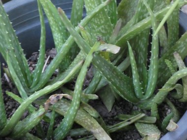 The small plant has slender leaves arranged in a symmetrical pattern, surrounded by soil and small pebbles.