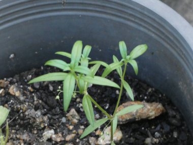 The small plant has slender leaves arranged in a symmetrical pattern, surrounded by soil and small pebbles.