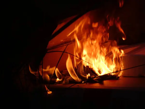 The small plant has slender leaves arranged in a symmetrical pattern, surrounded by soil and small pebbles.