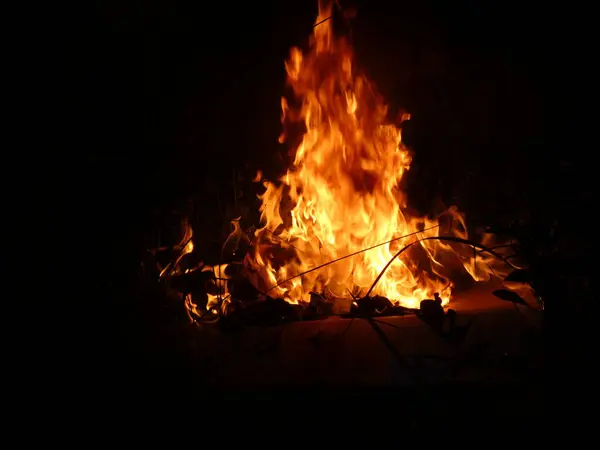 The small plant has slender leaves arranged in a symmetrical pattern, surrounded by soil and small pebbles.