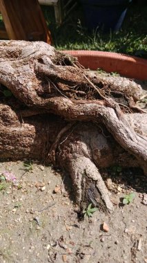 The dipper has a rustic, handmade appearance, commonly used in traditional Asian and tropical settings.