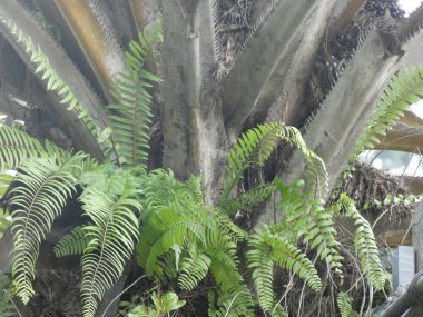 Close-up of a cute green cactus plush toy with big googly eyes and a happy expression.