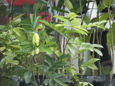 Bu ince bir dala ya da palmiye dalına sarkıtılmış karmaşık bir şekilde inşa edilmiş bir kuş yuvasının fotoğrafı..