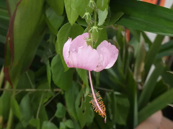 Bahçede sallanan Lilium serumu