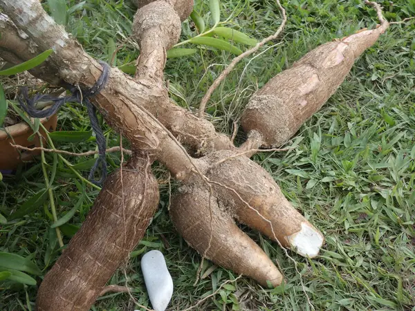Beyaz arka planda tam ve yarı pişmiş Afrika yer elması izole edilmiş.