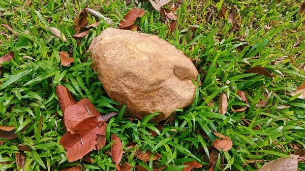 Bu, canlı yeşil çimenlerin üzerinde uzanan tek bir açık kahverengi kayanın yakın plan, zemin kat fotoğrafı..