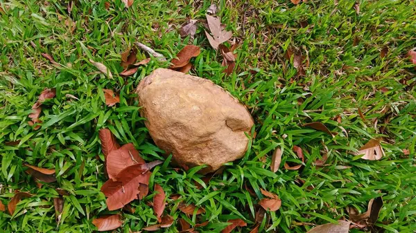 Bu, canlı yeşil çimenlerin üzerinde uzanan tek bir açık kahverengi kayanın yakın plan, zemin kat fotoğrafı..