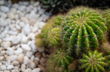 Bir yığın Echinopsis kaktüsü, yuvarlak saplı yeşil sulu bitkiler ve kaya bahçesinde küçük beyaz çakıl taşlarıyla süslenmiş. Metin arkaplanı için boşluk kopyala.