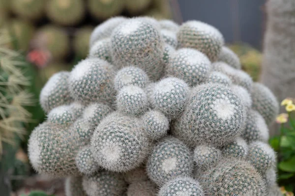 Zbliżenie Kaktusa Mammillaria Zlepionego Okrągłym Małymi Cierniami Białą Wełną Piękny — Zdjęcie stockowe