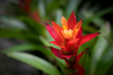 Turuncu Bromeliad çiçeklerinin yakın plan yeşil yapraklı tropikal bahçede çiçek açması. (Bromeliaceae)