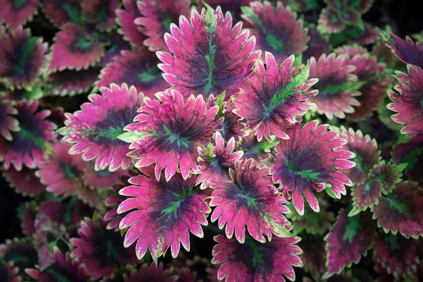 Zbliżenie Roślin Coleusa Tło Kolorowych Liści Fioletowo Różowych Kolorach Tropikalnym — Zdjęcie stockowe