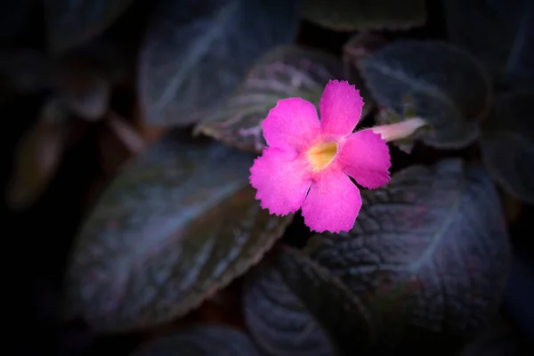 Közelkép Rózsaszín Episcia Cupreata Virág Virágzik Trópusi Kertben Egy Sötét — Stock Fotó