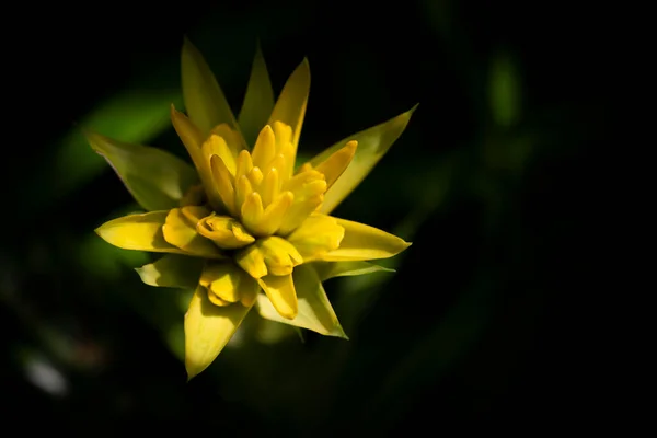 濃い緑色の葉の上に熱帯の庭に咲く黄色のブロメリアドの花のクローズアップと活気に満ちた背景 ブロメリア科 — ストック写真