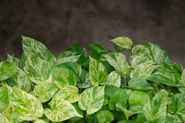 庭のエピプレミアムオレウム 緑と白の縞模様の葉の自然な背景 テキストのためのコピースペースを持つ組成物 — ストック写真