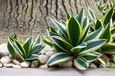 Sansevieria (Dracaena), sulu bitkiler, yılan bitkisi. Hava arındırıcı ağaç. Sarı kenarlı ve sert yeşil yapraklar. Kaya bahçesini süslemek için süs bitkisi..