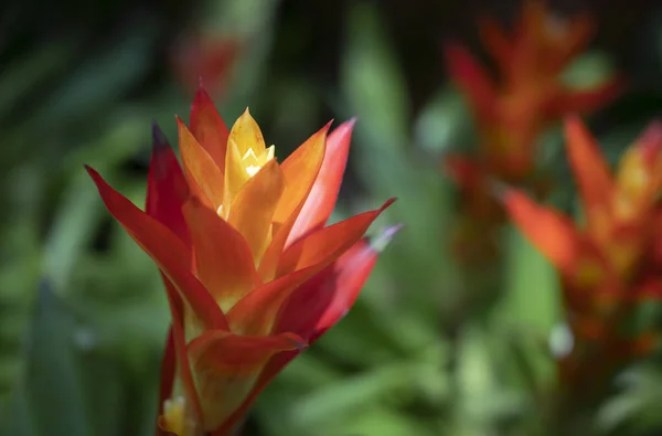 Közelkép Narancssárga Bromeliad Virág Urn Plant Virágzik Trópusi Kertben Zöld — Stock Fotó