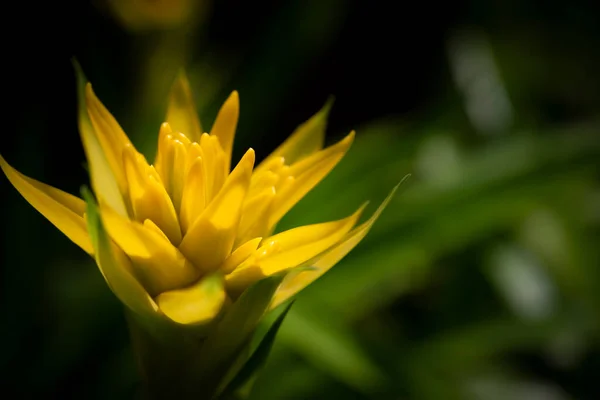 Primer Plano Flor Bromelias Amarillas Planta Urna Floreciendo Jardín Tropical —  Fotos de Stock