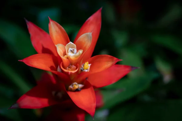 Turuncu Bromeliad çiçeğinin (Vazo Bitkisi) yakın plan yeşil yapraklar üzerinde tropikal bahçede çiçek açması. (Bromeliaceae)